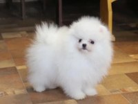 Pomeranian boo yavrularımız