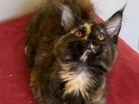Üst Düzey Kalitede 3 Maine Coon Yavru