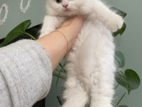 Son yavrularım british longhair