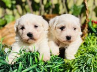 Kar Beyaz Maltese Terrier Yavrular