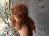 Poodle yavrular evlerine gitmeye hazır
