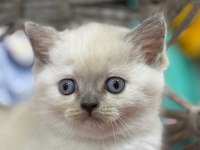 British shorthair güzellikleri