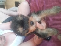 Kendi yorkshire terrier yavrularımız