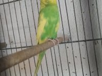 Yavru muhabbet kuşu bulunur ele alıştırmalık erkek