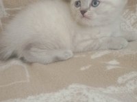 40 Günlük Blue Point Yavru Kediler