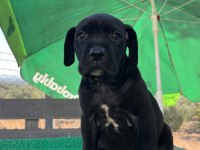 Cane corso yavrular