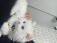 Tüm ekipmanlarıyla beraber verilecek british longhair