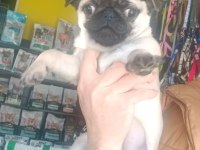 A kalite son dişi pug yavrumuz