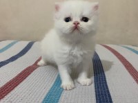 Beyaz Gold Chinchilla Yavrularımız
