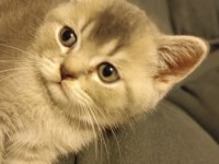 Golden Blue Ay 25 British Shorthair