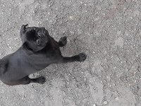 6 aylık siyah pug eğitimli