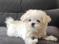 Tea Cup Maltese Terrier Yavrularımız