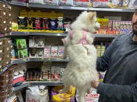 Pomeranian Spitz 4.5 Aylık