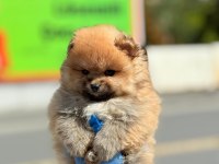 Ayı Surat Pomeranian Yavrular Korekan