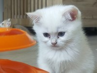Pamuk prensesler british shorthair