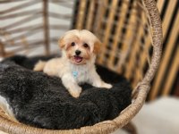 RUHSATLI KÖPEK ÇİFTLİĞİNDEN MALTİPOO  YAVRULARIMIZ