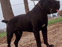 A şecereli kan hattı cane corso