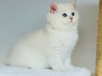 Safkan şecereli anne babadan ay33 kodunda british shorthair
