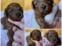 Ruhsatlı Köpek Çiftliğinden Toy Poodle Yavrularımız