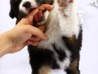 Dağ Köpeği Bernese Yavruları Çiftlikten