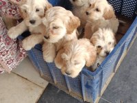 Orijinal maltipoo bebekler