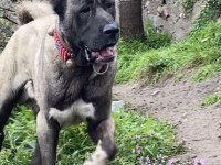 KANGAL KÖPEĞİMİZİ SAHİPLENDİRİYORUZ