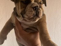 Tombik İngiliz Bulldog Bebeklerimiz