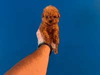 GERÇEK MİCRO TEACUP POODLE BEBEKLER