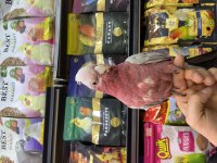 Full evcil çok konuşan gül (gallah) kakadu