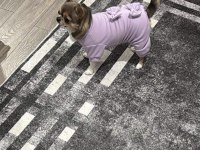 Chihuahua Dişi