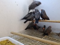 Chorcoal takım kuşlar