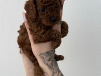 Toy Poodle Yavrularımız Ömürlük Aileleri Bekliyor
