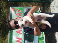 DEV ALABAY YAVRULARIMIZ