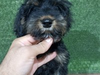 Maltipoo safkan