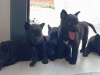 Son Solid Black Sağlam Kan Hattı Efsane Yavru Alman Kurdu