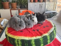 Cüce ve Lop Irkı Tavşan