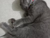 BRITISH SHORTHAIR KEDİMİ SAHİPLENDİRİYORUM