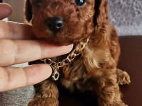 Toy poodle erkek yavrularım