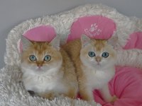Scr li anne babadan golden ny12 Brıtıah shorthair 