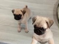 Pug Yavrularımız A Kalite