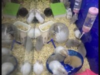 ANTALYA HAMSTER (sağlıklı yavruların en uygunu)