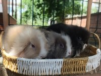 Hollanda teddy lop tavşanı yavrular