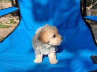 0 numara maltipoo