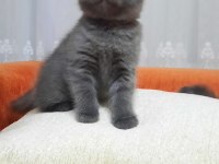 Birinci sınıf scottish fold yavrular