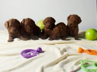 TOY POODLE