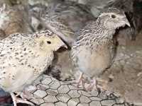 30 günlük jumbo japon bıldırcınlarımız