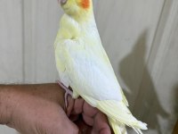 44 GÜNLÜK UYSAL LUTİNO BEBEK SULTAN PAPAĞANI