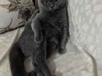Çok sevecen british shorthair uysal ev kedisi