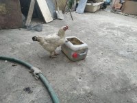 Satlık horoz ve tavuklar 11 aylık