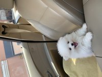 4 aylık dişi pomeranian